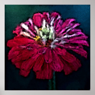 Feathered Zinnia Poster