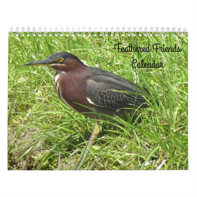 Featherends Friends - Vogelkalender Kalender (Titelbild)
