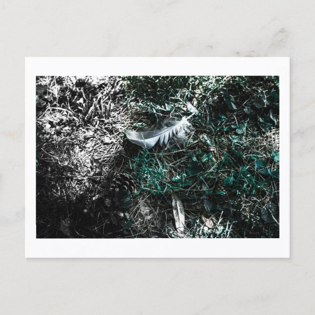 Feathers in the Woods by Jeffrey H. Thornton:  Postkarte (Vorderseite)