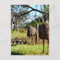 "Feathers of stolz: Emu Eltern mit ihren Chicks"