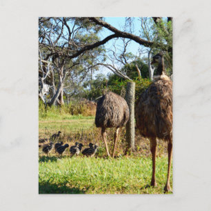 "Feathers of stolz: Emu Eltern mit ihren Chicks" Postkarte