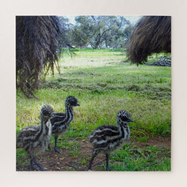 "Feathers of the Future: Three Baby Emu Chicks" (Vertikal)