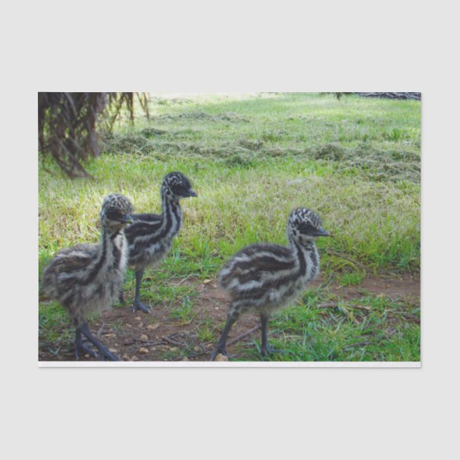 "Feathers of the Future: Three Baby Emu Chicks" Seidenpapier (Vorderseite)