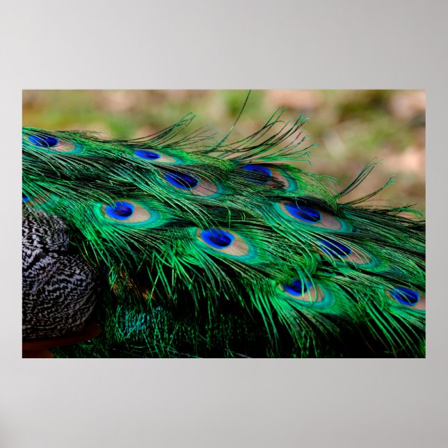 Feathers Peacock Feathers Poster (Vorne)