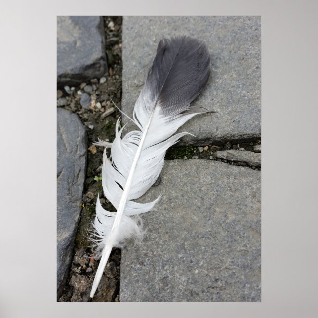 Feder auf Gehweg Poster (Vorne)