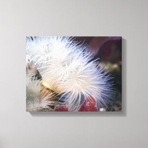 Federanemone - Eingewickelte Leinwand
