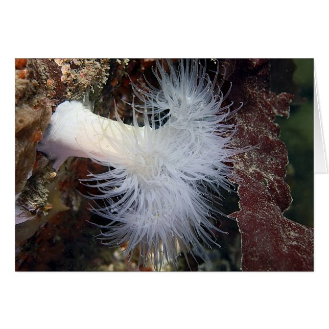 Federanemone (Metridium farcimen) (Vorderseite (Horizontal))