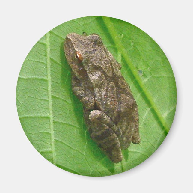 Federhalter (Pseudacris-Kreuzleger) Treefrog-Eleme Magnet (Vorne)