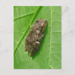 Federhalter (Pseudacris-Kreuzleger) Treefrog-Eleme Postkarte