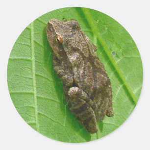 Federhalter (Pseudacris-Kreuzleger) Treefrog-Eleme Runder Aufkleber