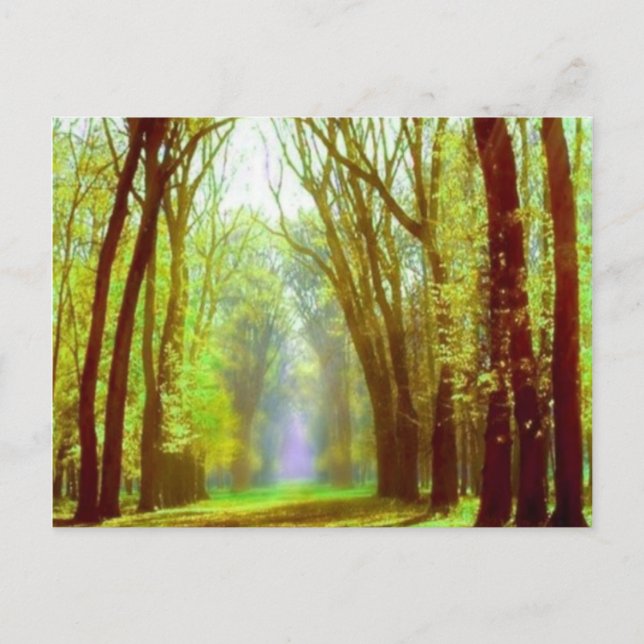 Federlicht Postkarte (Vorderseite)