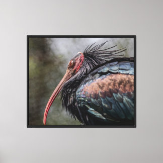 Federn der Intrige Stretch Canvas Print Leinwanddruck
