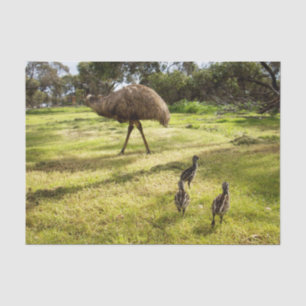 Federn und Fußstapfen: Vater Emu ist mit Jungen Seidenpapier