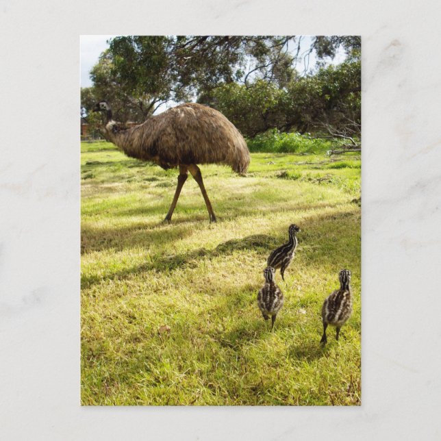 "Federn und Fußstapfen: Vater Emu mit Jungen Postkarte (Vorderseite)