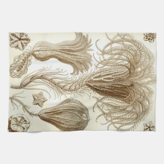 Federsterne Ernst Haeckels Crinoidea Handtuch
