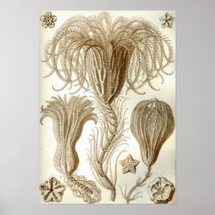 Federsterne Ernst Haeckels Crinoidea Poster