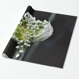 Federzwiebel Geschenkpapier