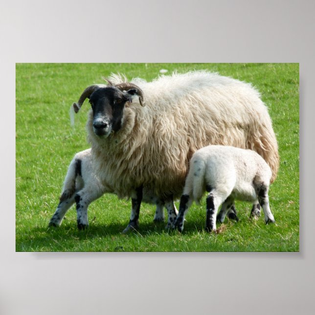 Feeding time for this sheep's lambs poster (Vorne)