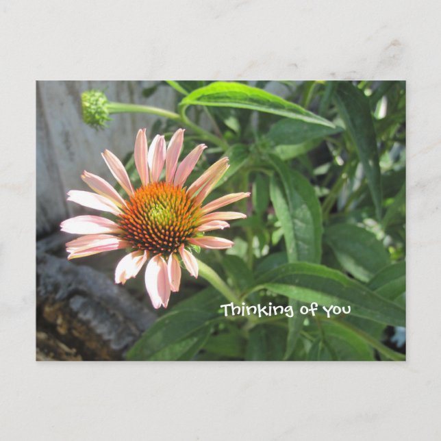 Feel Better Pink Daisy Postkarte (Vorderseite)