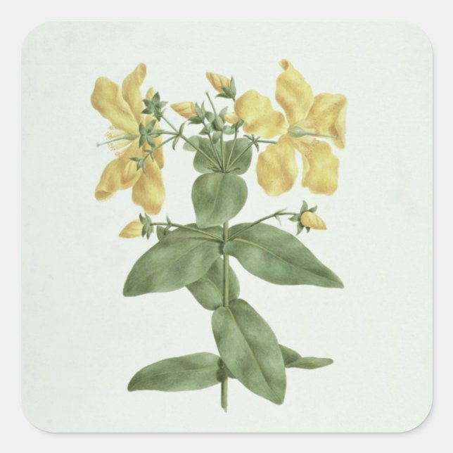 Feel-Fetch (Hypericum quartinianum) (w/c über Gram Quadratischer Aufkleber (Vorderseite)