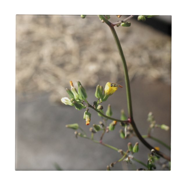 Fehler bei der Blume Fliese (Vorderseite)