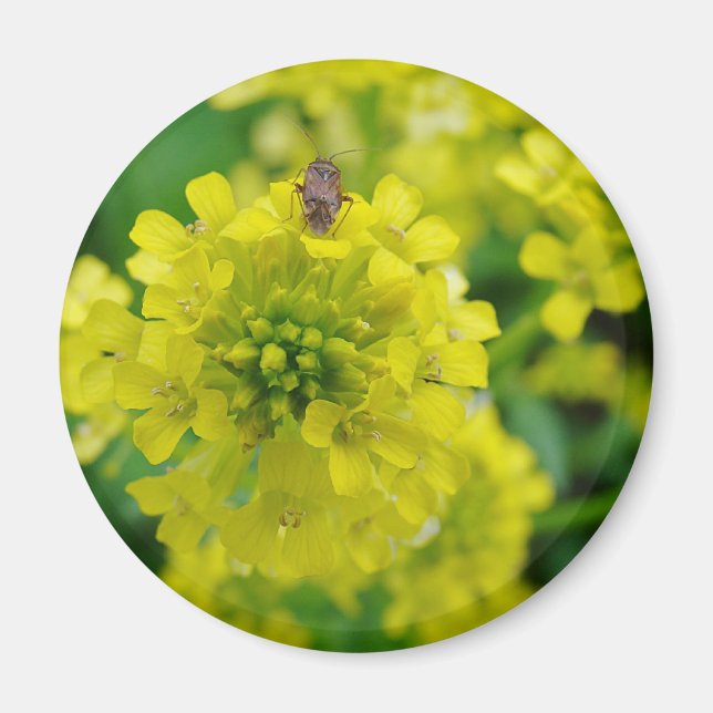 Fehler bei der Blume Magnet (Vorne)