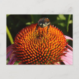 Fehler bei der Blume Postkarte