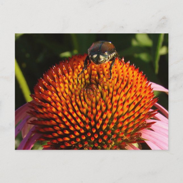 Fehler bei der Blume Postkarte (Vorderseite)