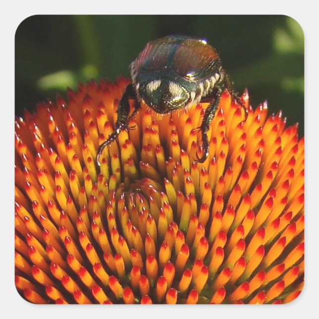 Fehler bei der Blume Quadratischer Aufkleber (Vorderseite)