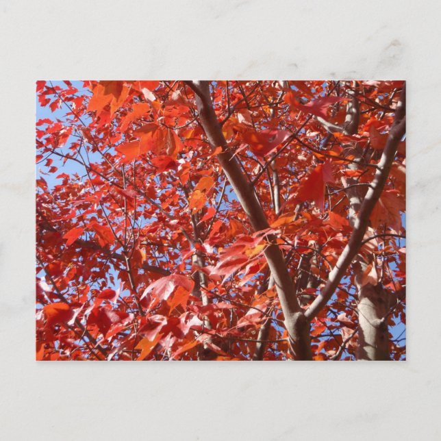 Feierliche Herbstpostkarte Postkarte (Vorderseite)