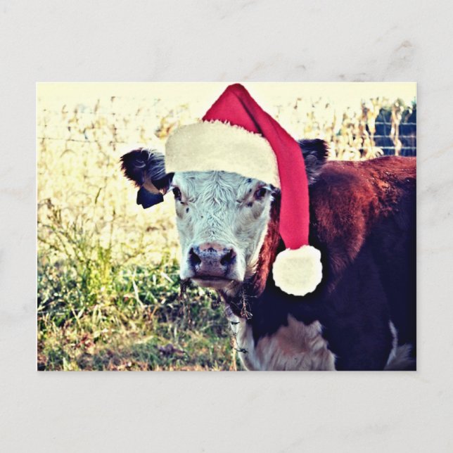 Feiertags-MOO-Kuh Feiertagspostkarte (Vorderseite)