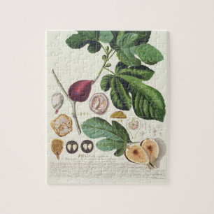 Feige, graviert durch (1704-67) Platte Johann