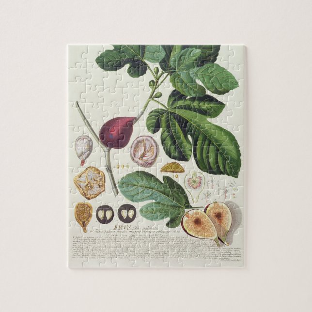 Feige, graviert durch (1704-67) Platte Johann (Vertikal)