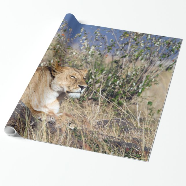 Feiglingsruhe Geschenkpapier (Ungerollt)