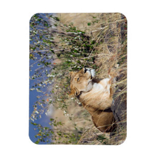 Feiglingsruhe Magnet