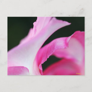 Feine rosa Blume Petals Kunstwerk Postkarte