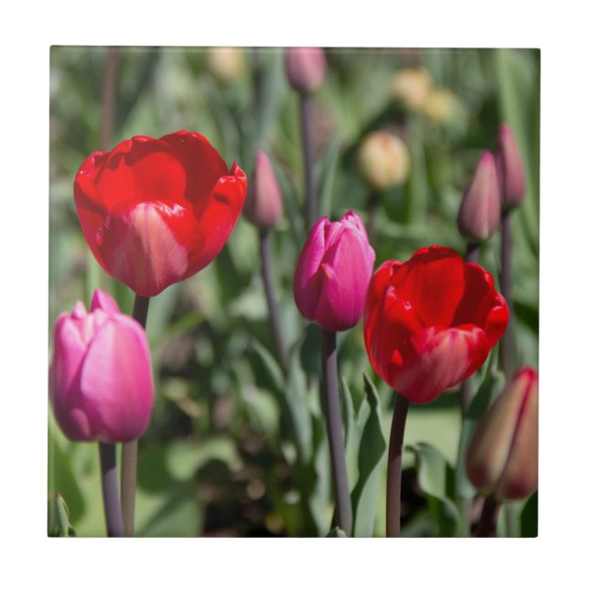 Feine rote und lila Tulpen Fliese (Vorderseite)