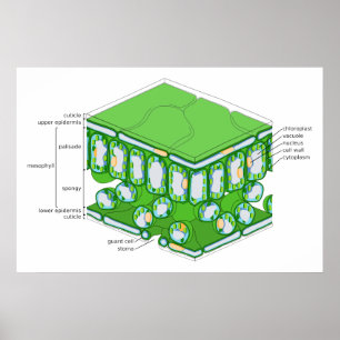 Feine Skala-Struktur eines Blatt-Diagramms Poster