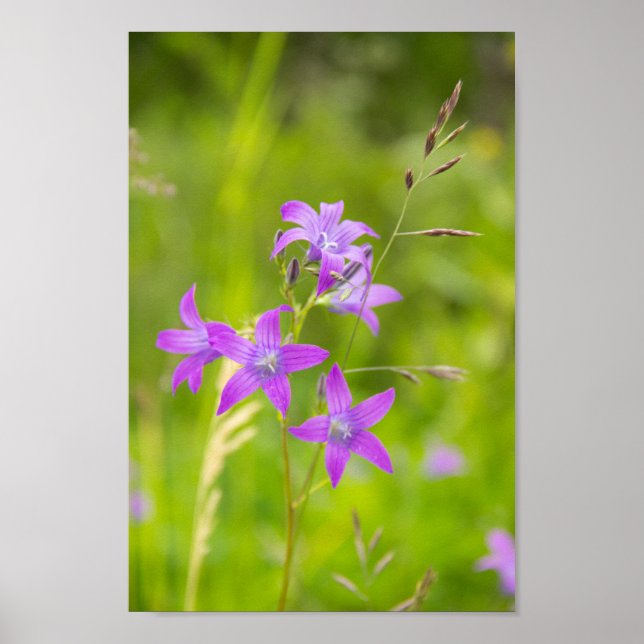 Feine violette Blumen auf dem Feld Poster (Vorne)