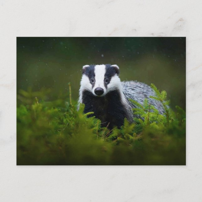 Feisty Badger Postkarte (Vorderseite)