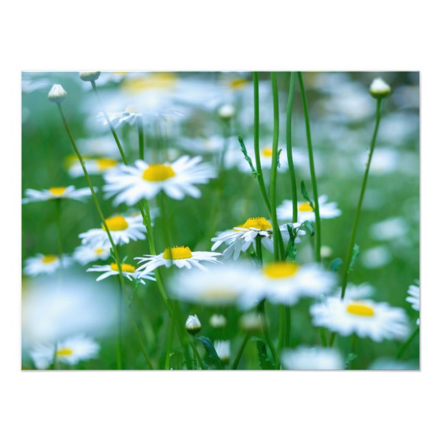 Feld Blume Fotodruck (Vorne)