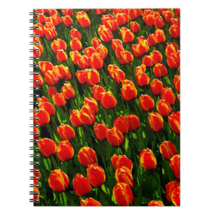 Feld Bright Orange Tulips - Wasserfarbene Kunst Notizblock