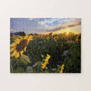 Feld der blühenden Sonnenblumen