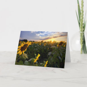 Feld der blühenden Sonnenblumen Karte