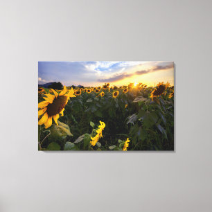 Feld der blühenden Sonnenblumen Leinwanddruck