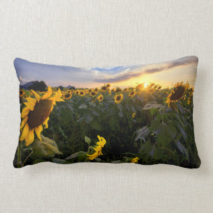 Feld der blühenden Sonnenblumen Lendenkissen