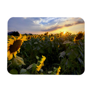 Feld der blühenden Sonnenblumen Magnet