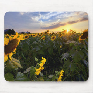 Feld der blühenden Sonnenblumen Mousepad