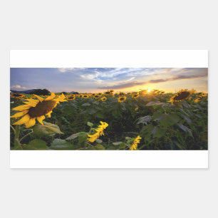 Feld der blühenden Sonnenblumen Rechteckiger Aufkleber