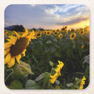 Feld der blühenden Sonnenblumen Rechteckiger Pappuntersetzer